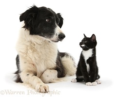 Black-and-white Border Collie and kitten