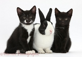 Black and tuxedo kittens with Dutch rabbit