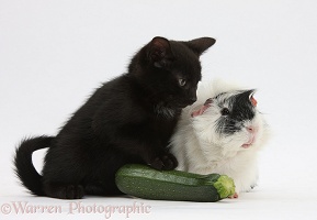 Black kitten and Guinea pig