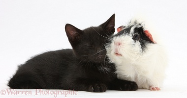 Sleepy black kitten and Guinea pig