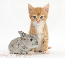 Ginger kitten, 7 weeks old, and baby silver Lop rabbit