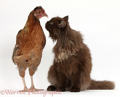 Chicken and chocolate cat