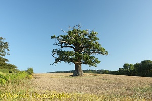 Ockley Oak - Summer