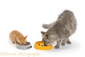 Cat and kitten eating