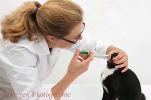 Vet giving a pill to black-and-white kitten