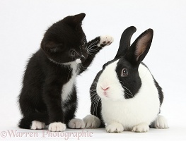Black-and-white kitten with Dutch rabbit