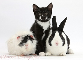Tuxedo kitten with Dutch rabbit and Guinea pig