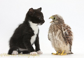 Baby Kestrel chick with black-and-white kitten