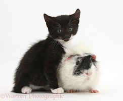 Black-and-white kitten, 8 weeks old, and Guinea pig