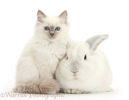 Blue-point kitten and white rabbit