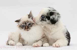 Tabby-point Birman cat and merle Border Collie pup