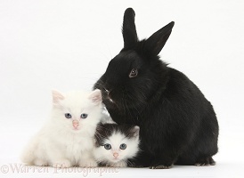 White and black-and-white kittens and black rabbit