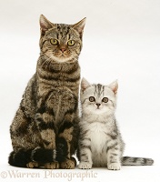 Brown tabby cat with silver tabby kitten