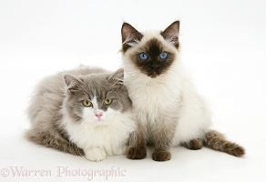 Ragdoll and Ragdoll x British Shorthair kittens