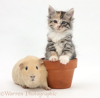 Guinea pig and Maine Coon-cross kitten in flowerpot