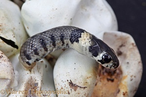 Grass snake emerging from egg