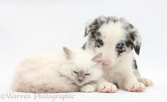 Blue-point kitten and merle-and-white Border Collie puppy