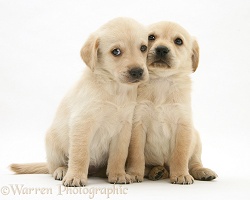 Cute Retriever-cross pups