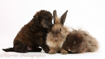 Red merle Toy Poodle pup, shaggy Guinea pig and rabbit