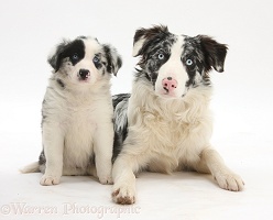 Merle Border Collie and pup, 6 weeks old