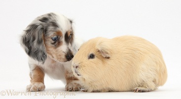 Dapple Dachshund pup and Guinea pig