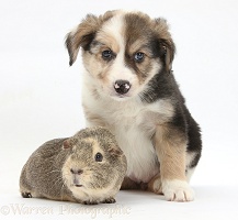 Border Collie pup, 6 weeks old, and Guinea pig