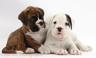 Two Boxer puppies lounging