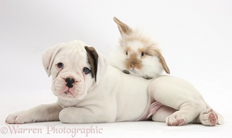 Boxer puppy and young fluffy rabbit