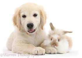 Golden Retriever pup and young rabbit