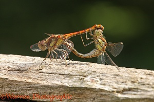 Common Darter Dragonfly pair