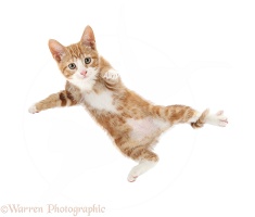Ginger kitten leaping energetically