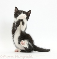Playful black-and-white kitten, 6 weeks old