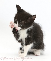 Black-and-white kitten washing
