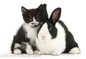 Black-and-white kitten and Dutch rabbit