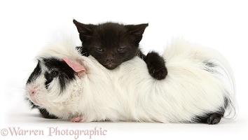 Black kitten lying on Black-and-white Guinea pig