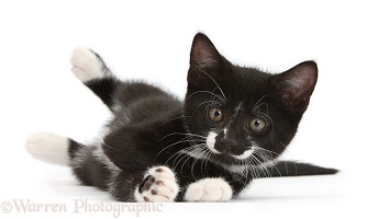 Black-and-white kitten rolling