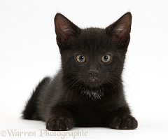 Black kitten, 8 weeks old