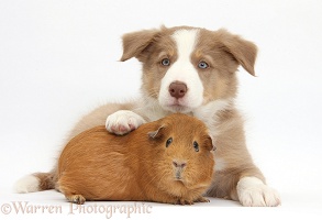Lilac Border Collie pup and red Guinea pig
