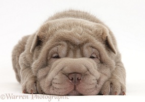 Shar Pei pup lying with chin on the floor
