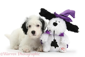 Jack-a-poo pup with Halloween toy dog