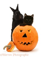 Black kitten and black rabbit with Halloween Pumpkin