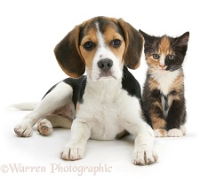 Beagle pup and tortoiseshell kitten