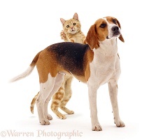 Beagle bitch and ginger cat