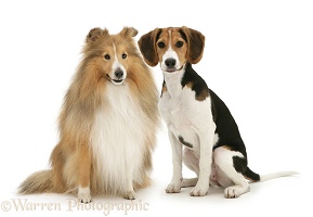 Beagle and Sheltie