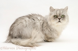 Chinchilla Persian male cat