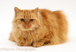 Ginger Persian-cross female cat