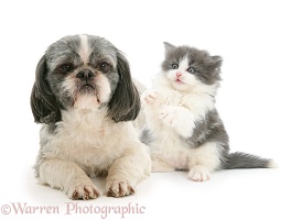 Grey-and-white Shih-tzu with grey-and-white kitten