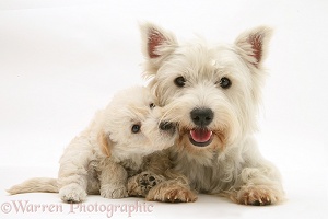 Westie with Woodle pup