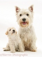 Westie with Woodle pup