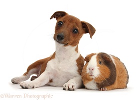 Jackahuahua pup and Guinea pig